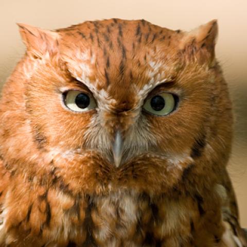 image birds_lr_0026-jpg