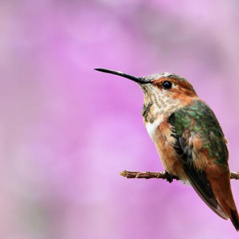 image birds_lr_0027-jpg