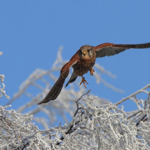 image birds_lr_0028-jpg