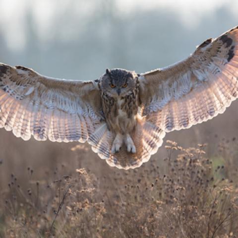 image birds_lr_0029-jpg