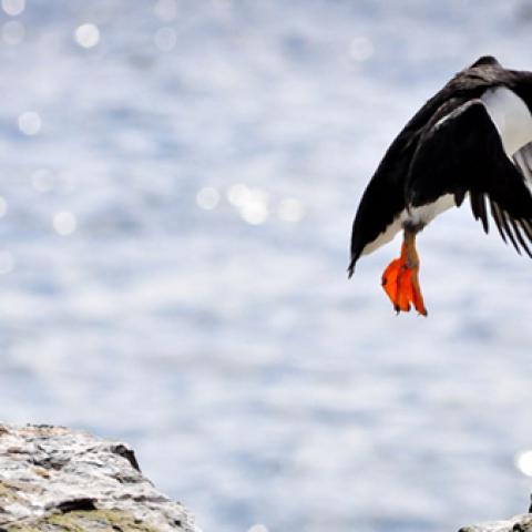 image birds_lr_0030-jpg