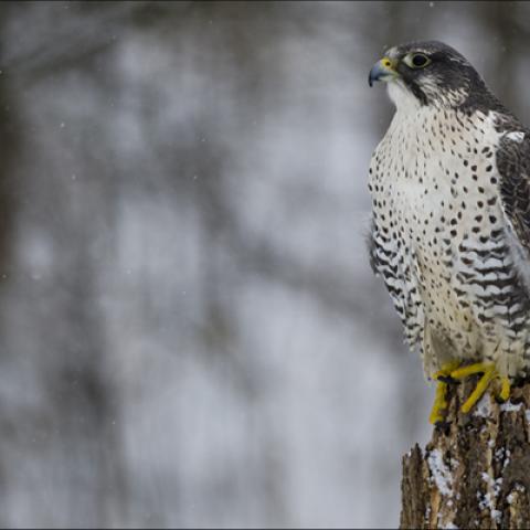 image birds_lr_0045-jpg