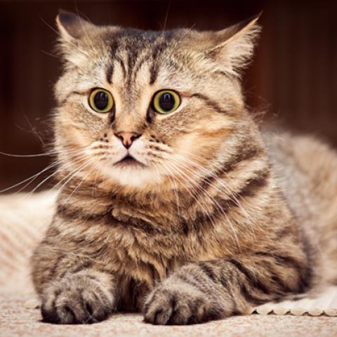 image cats_hr_0002-jpg
