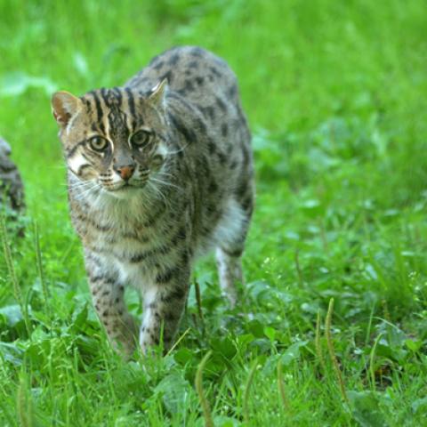 image cats_hr_0003-jpg