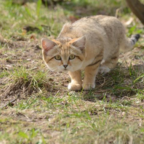 image cats_hr_0004-jpg