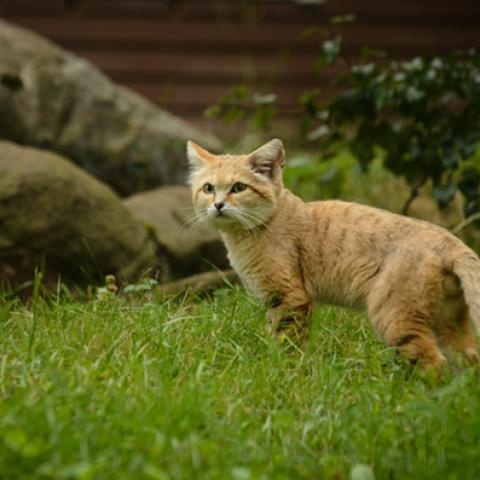 image cats_hr_0005-jpg