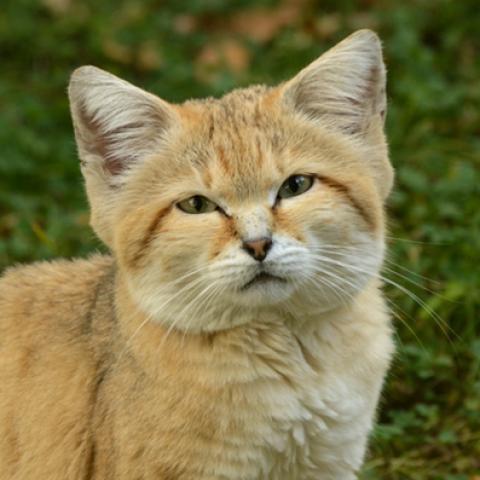 image cats_hr_0006-jpg