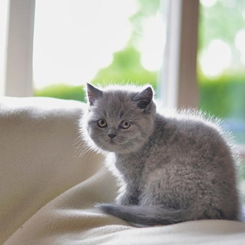 image cats_hr_0007-jpg
