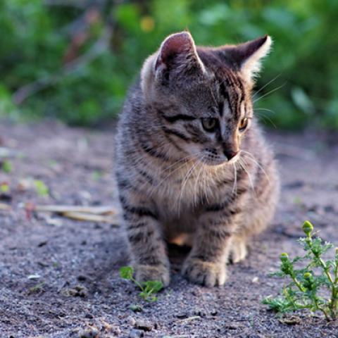 image cats_hr_0008-jpg
