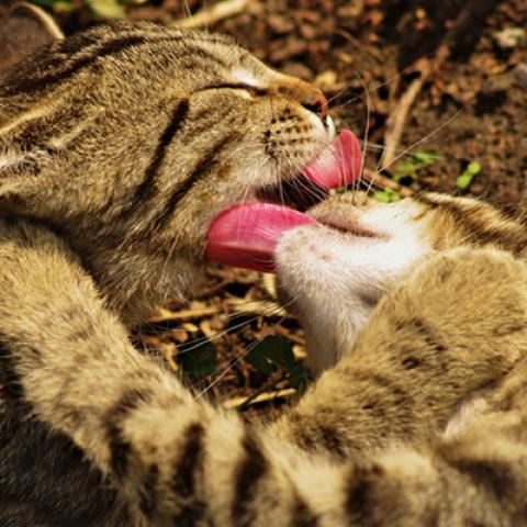 image cats_hr_0009-jpg