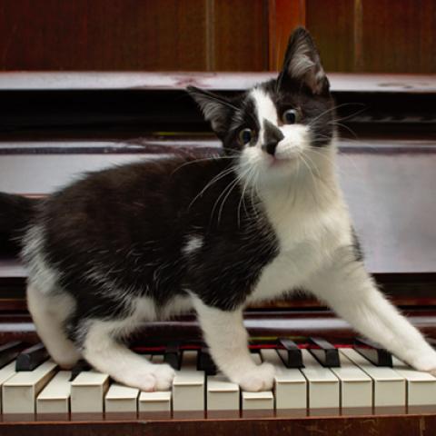 image cats_hr_0010-jpg