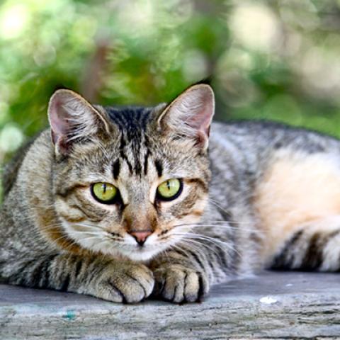 image cats_hr_0012-jpg