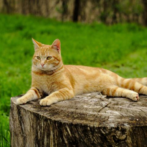 image cats_hr_0013-jpg