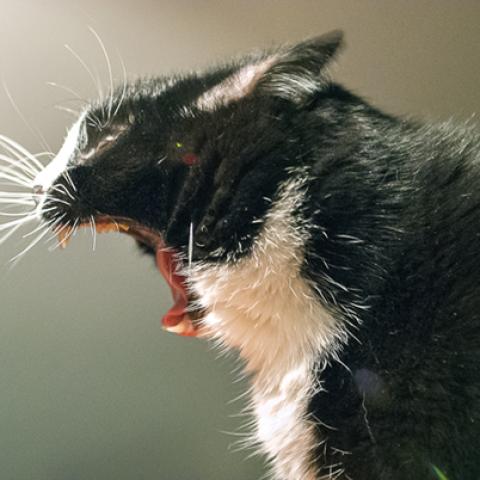 image cats_hr_0014-jpg