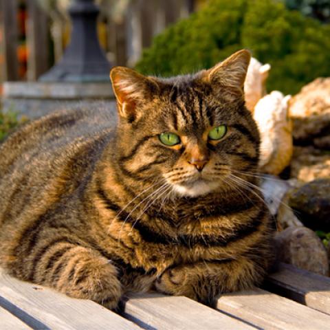 image cats_hr_0015-jpg