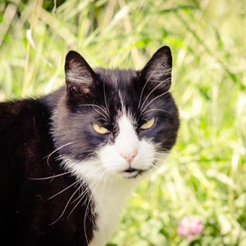 image cats_hr_0016-jpg