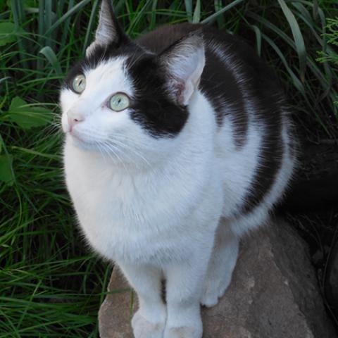 image cats_hr_0017-jpg
