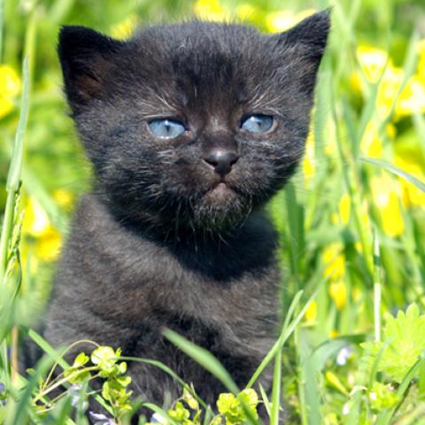 image cats_hr_0018-jpg