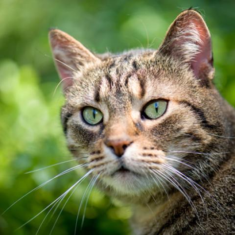 image cats_hr_0019-jpg
