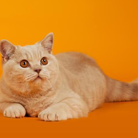 image cats_hr_0020-jpg