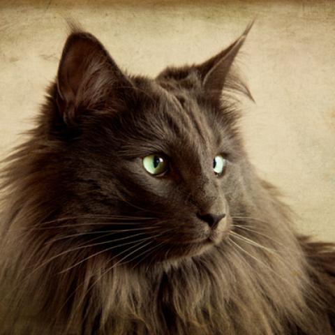 image cats_hr_0022-jpg
