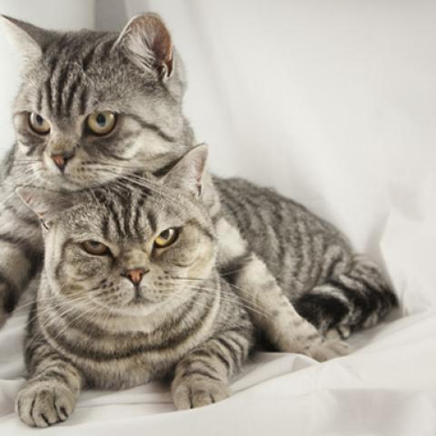 image cats_hr_0023-jpg