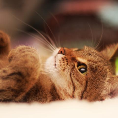 image cats_hr_0024-jpg