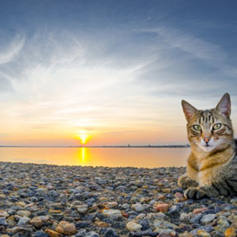 image cats_hr_0025-jpg
