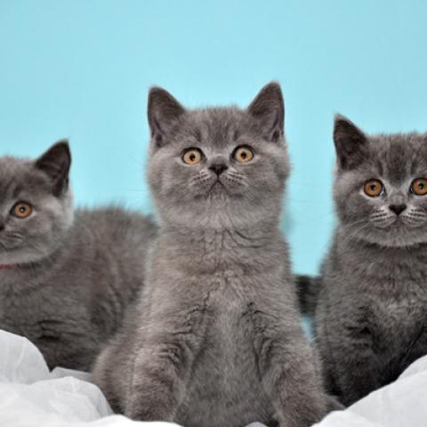 image cats_hr_0026-jpg