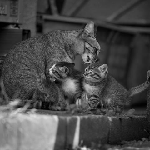 image cats_hr_0027-jpg