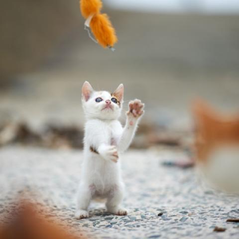 image cats_hr_0028-jpg