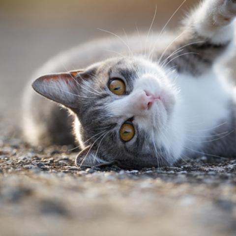 image cats_hr_0029-jpg