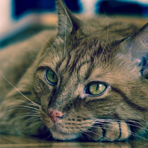 image cats_hr_0030-jpg