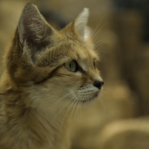 image cats_hr_0031-jpg