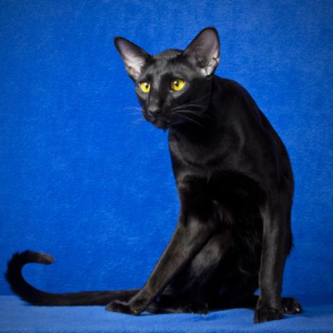 image cats_hr_0032-jpg