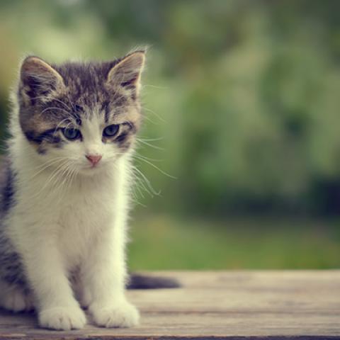 image cats_hr_0033-jpg