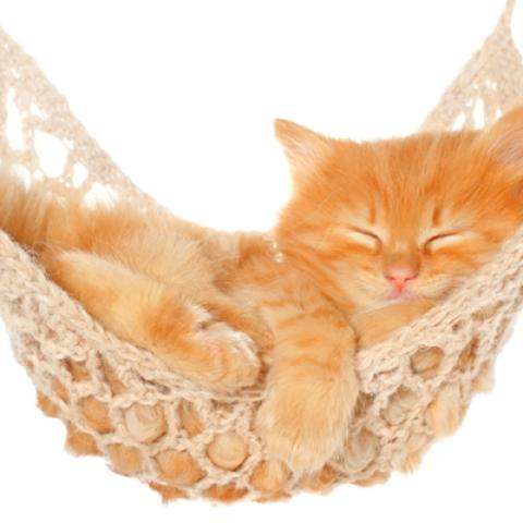 image cats_hr_0034-jpg