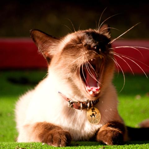 image cats_hr_0035-jpg
