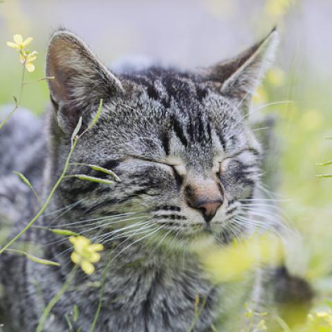 image cats_hr_0036-jpg