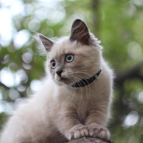 image cats_hr_0037-jpg