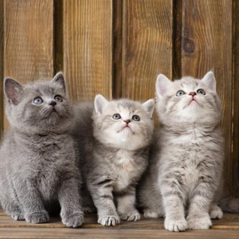 image cats_hr_0038-jpg