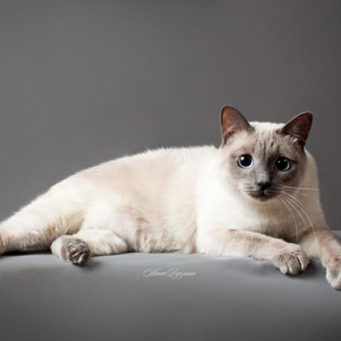 image cats_hr_0040-jpg