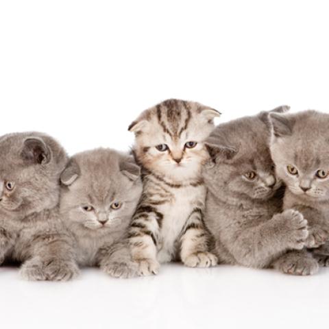 image cats_hr_0041-jpg