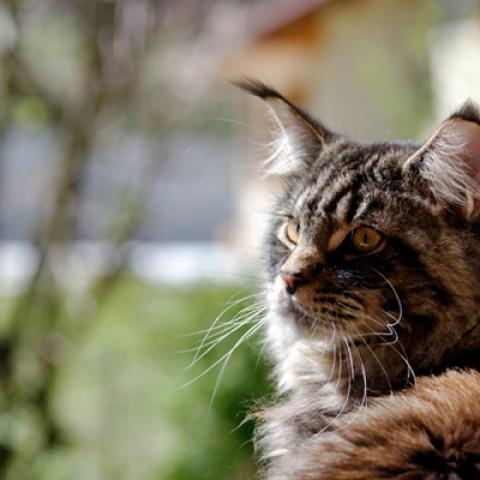 image cats_hr_0042-jpg