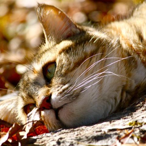 image cats_hr_0043-jpg