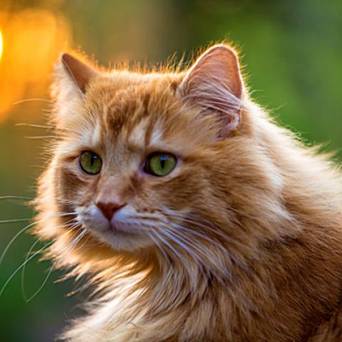 image cats_hr_0044-jpg