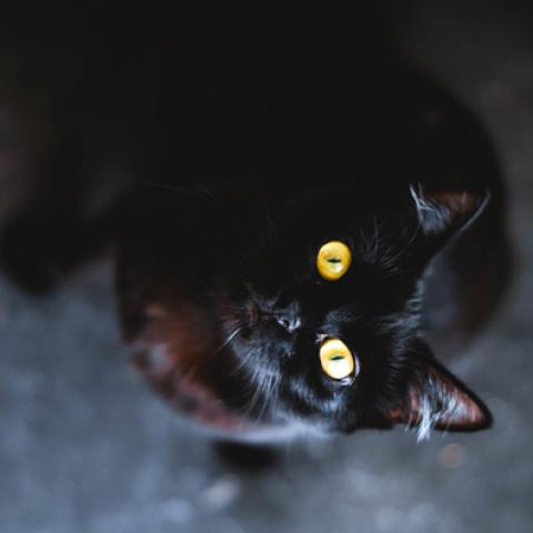 image cats_hr_0045-jpg