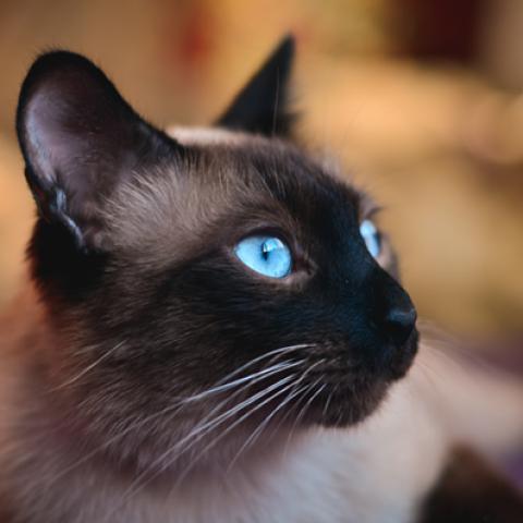 image cats_hr_0047-jpg