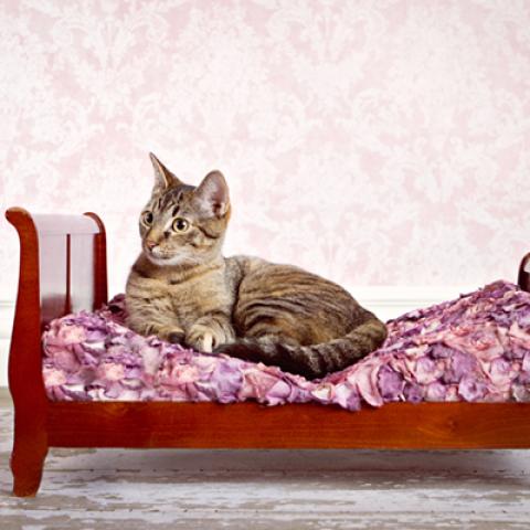 image cats_hr_0049-jpg