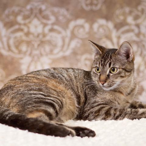 image cats_hr_0050-jpg